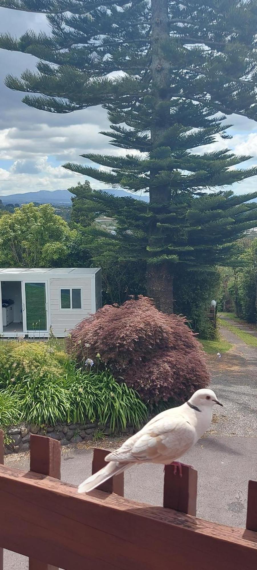 Haley'S Cabin Tauranga Bagian luar foto